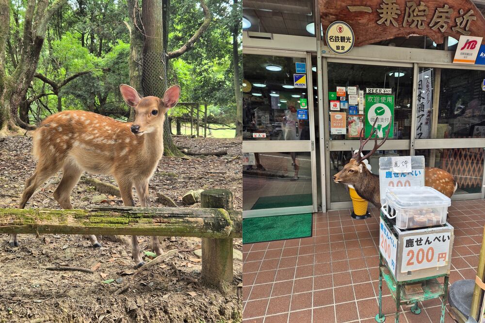 I cervi di Nara I cervi di Nara